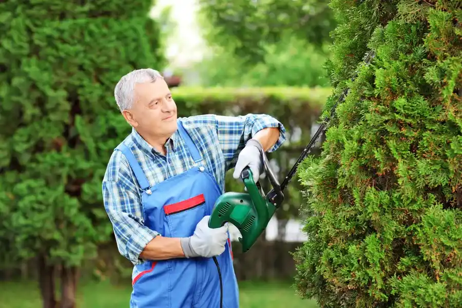 Excellent Bush Trimming Bryan, TX Excellent Bush Trimming Bryan, TX