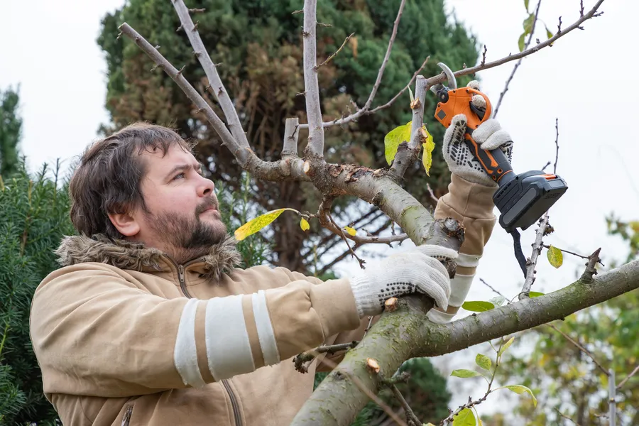 Experienced Tree Pruning Service Bryan, TX Experienced Tree Pruning Service Bryan, TX