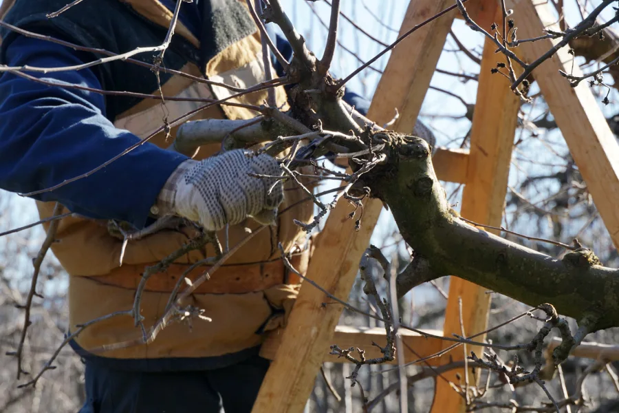 Premium Tree Pruning Service Bryan, TX Premium Tree Pruning Service Bryan, TX