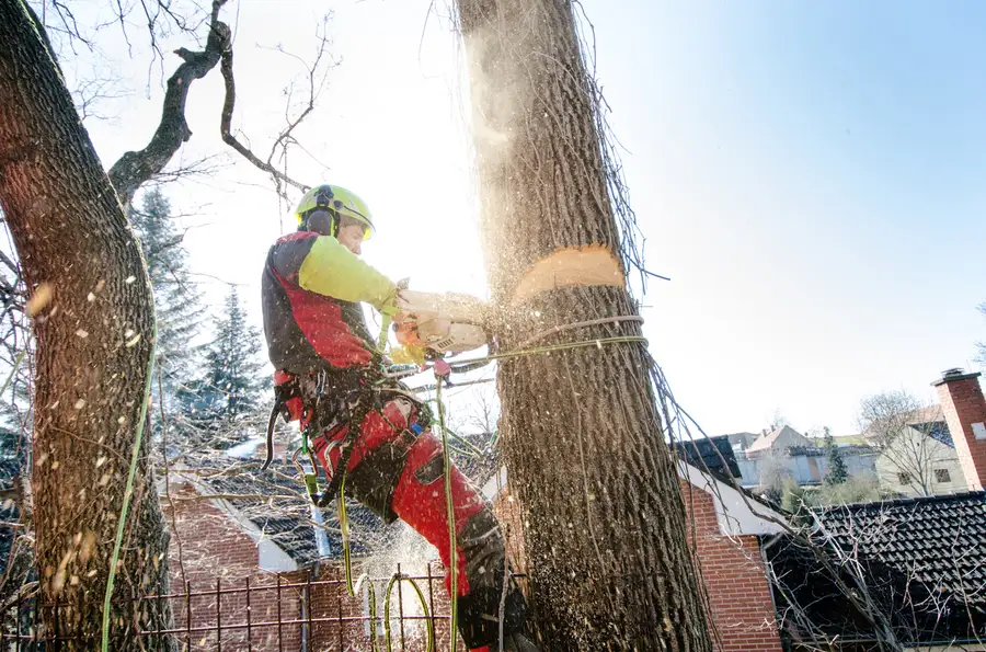 Professional Tree Cutting Bryan, TX Professional Tree Cutting Bryan, TX