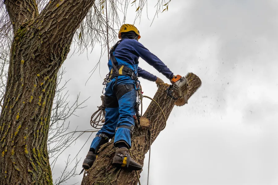 Reliable Tree Cutting Bryan, TX Reliable Tree Cutting Bryan, TX