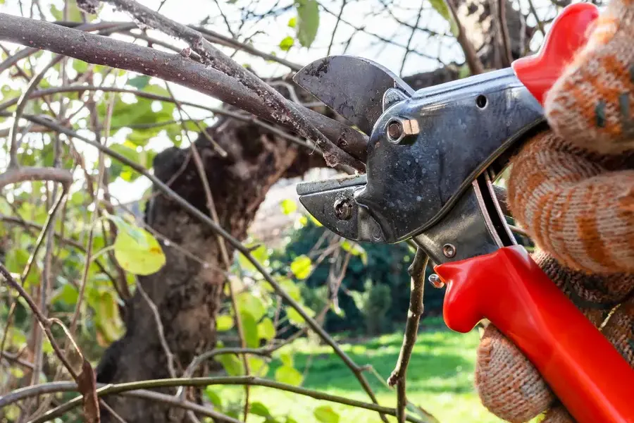 Superior Tree Pruning Service Bryan, TX Superior Tree Pruning Service Bryan, TX