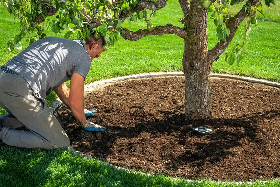 Reliable Tree Expert in Bryan, TX